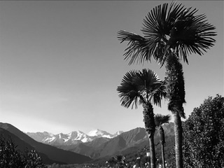 Palms and Snowy Mountains